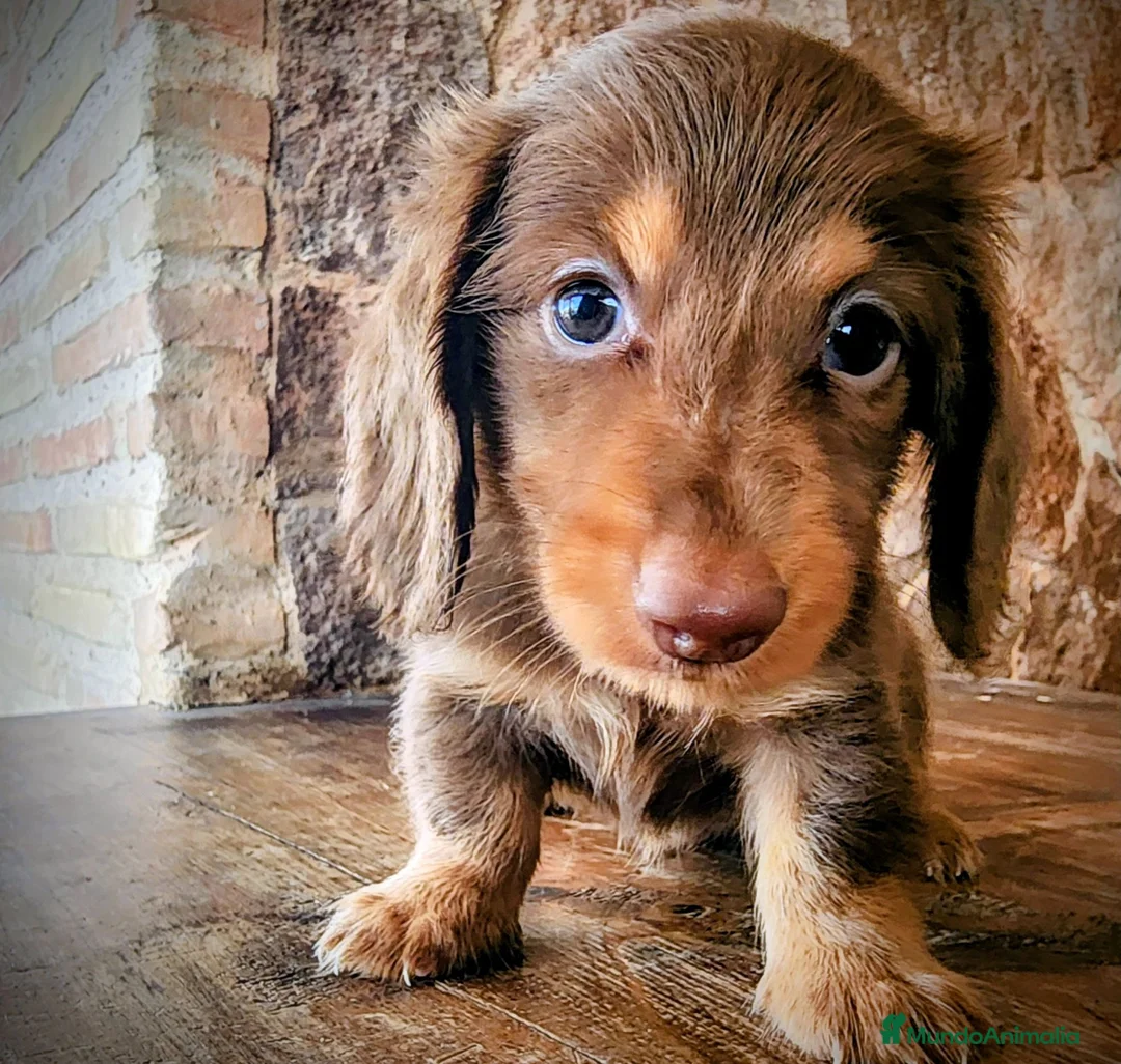 Teckel perros en venta: Tecke de pelo largo chocolate precio real - Anuncio 2