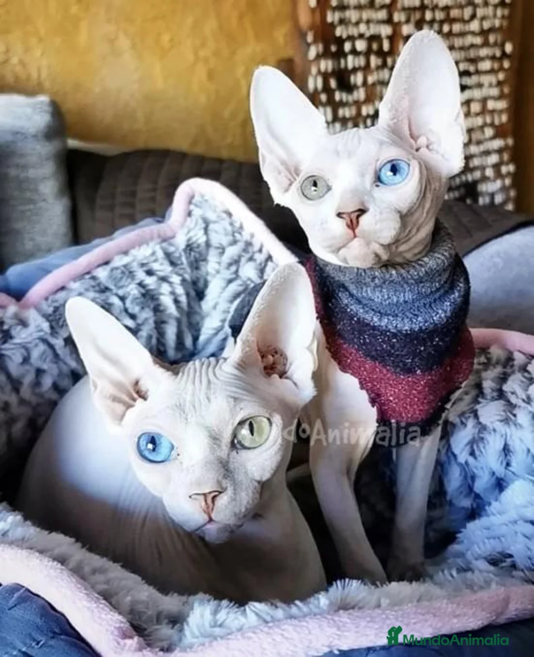 Imagen de galería {{count}}