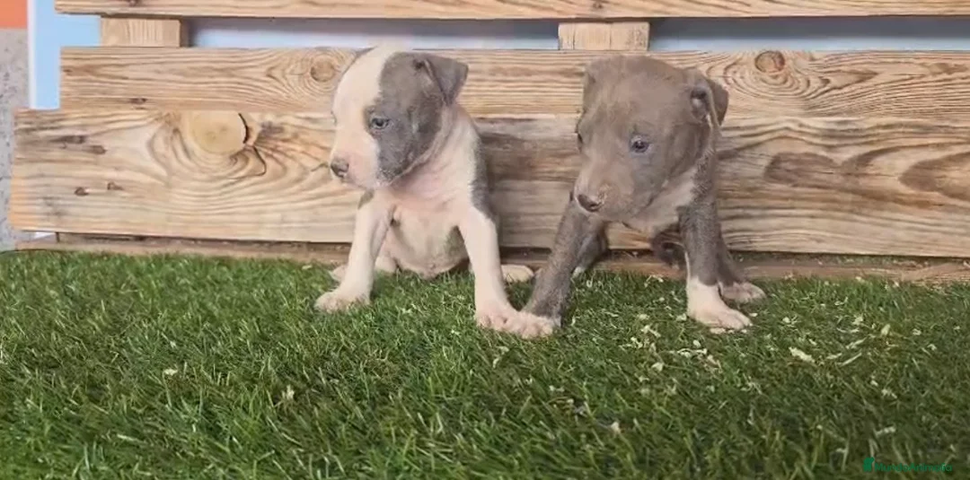 American Staffordshire-Terrier perros en venta: American stanford 🐾🐶 en Málaga - Anuncio 2