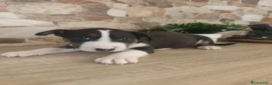 Bull Terrier 1