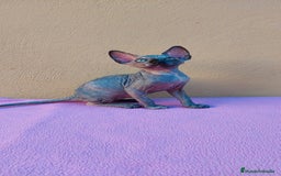 Sphynx gatos en venta: Preciosa hembrita tortuga  - Imagen 3