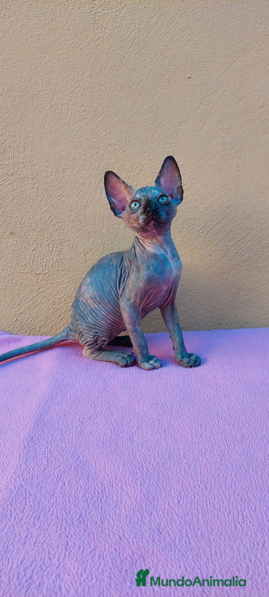 Sphynx gatos en venta: Preciosa hembrita tortuga  - Imagen 3