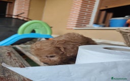 Caniche Toy perros en venta: Cachorro camada caniche rojo toy - Imagen 8
