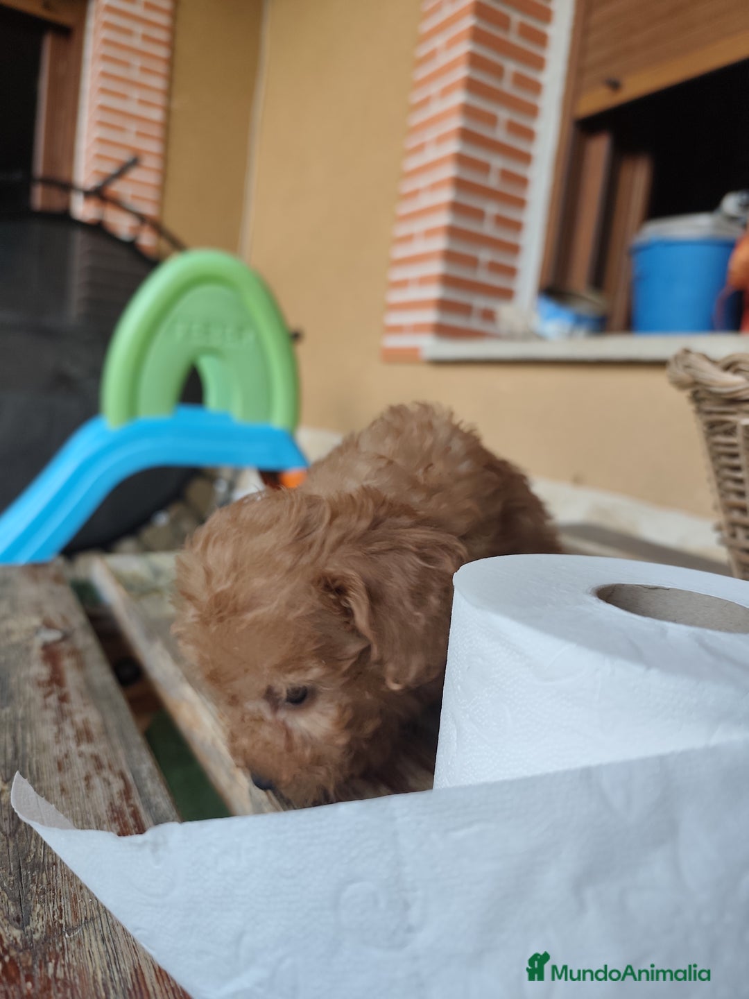 Caniche Toy perros en venta: Cachorro camada caniche rojo toy - Imagen 8