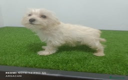 Raza Mixta perros en venta: Caniche mix schnauzer  - Imagen 4
