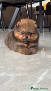 Pomerania perros pomerania  - Anuncio 1