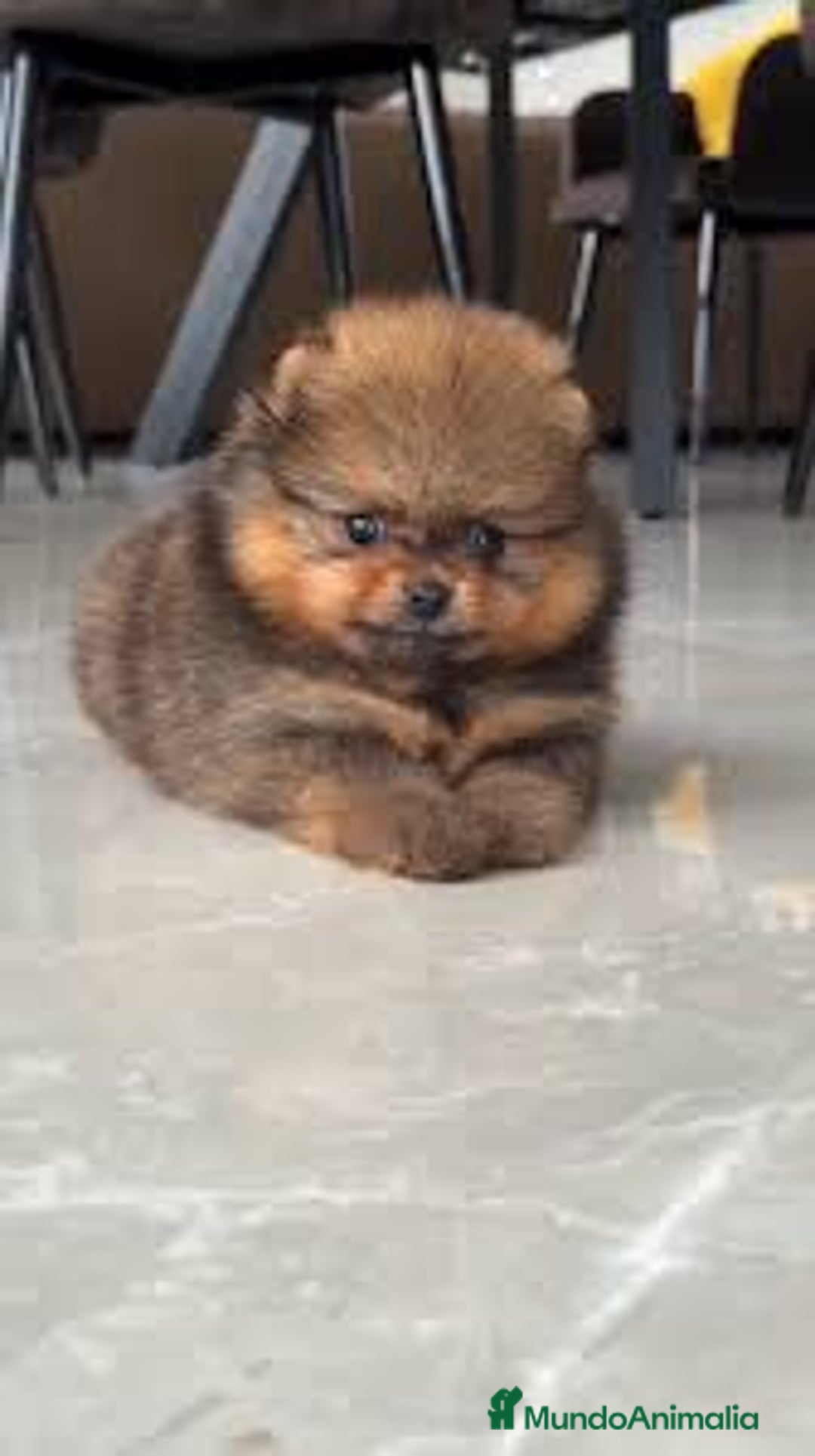 Pomerania perros en venta: pomerania  - Anuncio 1