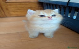 Británico de Pelo Corto gatos en venta: Gatitos British golden de pelo corto - Imagen 3