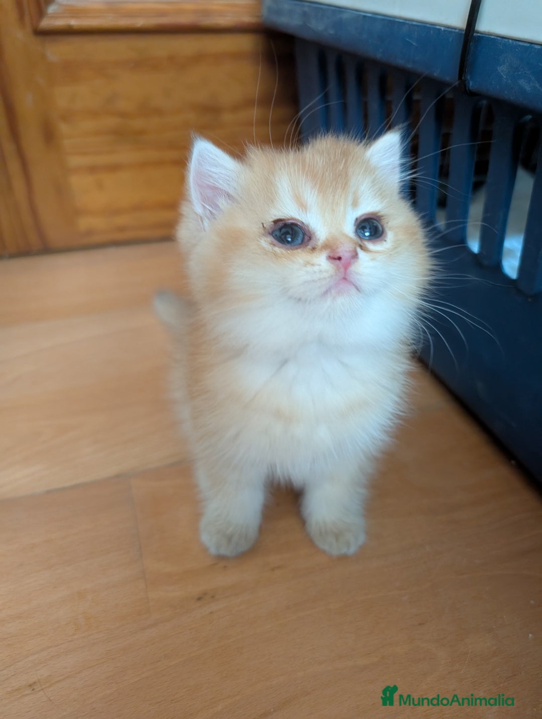 Británico de Pelo Corto gatos en venta: Gatitos British golden de pelo corto - Imagen 3