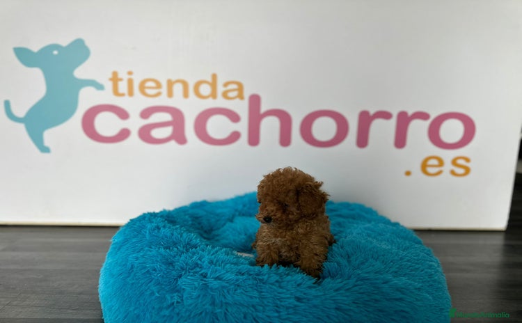 Caniche Enano perros - Propaganda 1