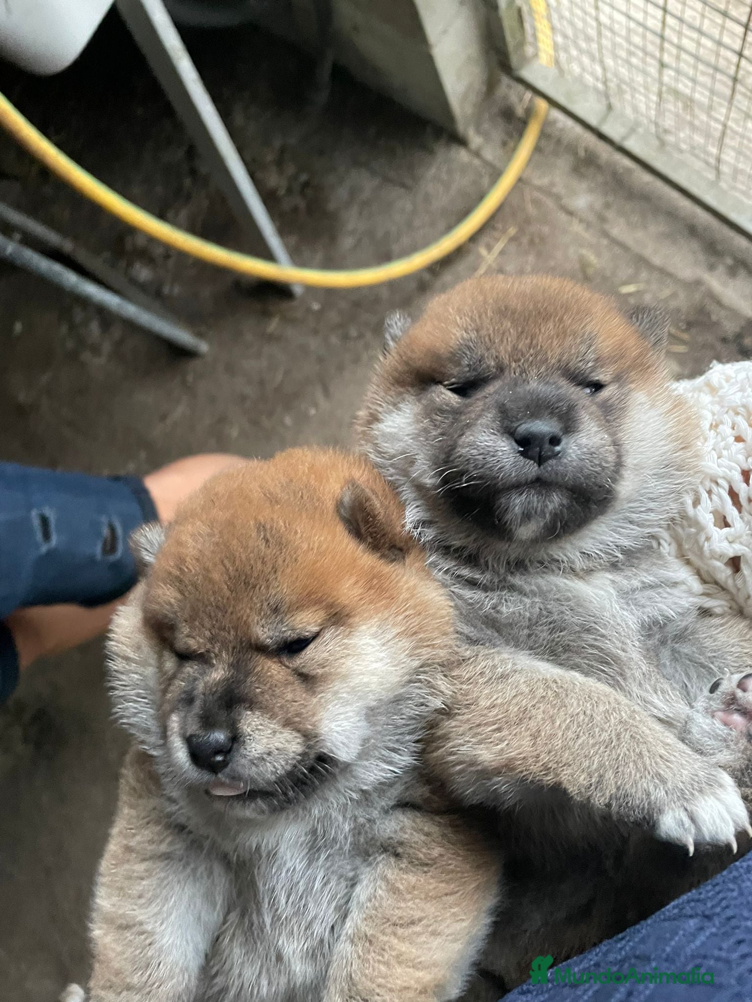 Shiba Inu perros SHIBA INU PONTEVEDRA - Anuncio 1