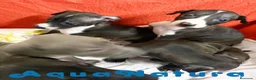 Pequeño Lebrel Italiano perros en venta: Camada LEBREL ITALIANO - AQUANATURA en Barcelona - Anuncio 3