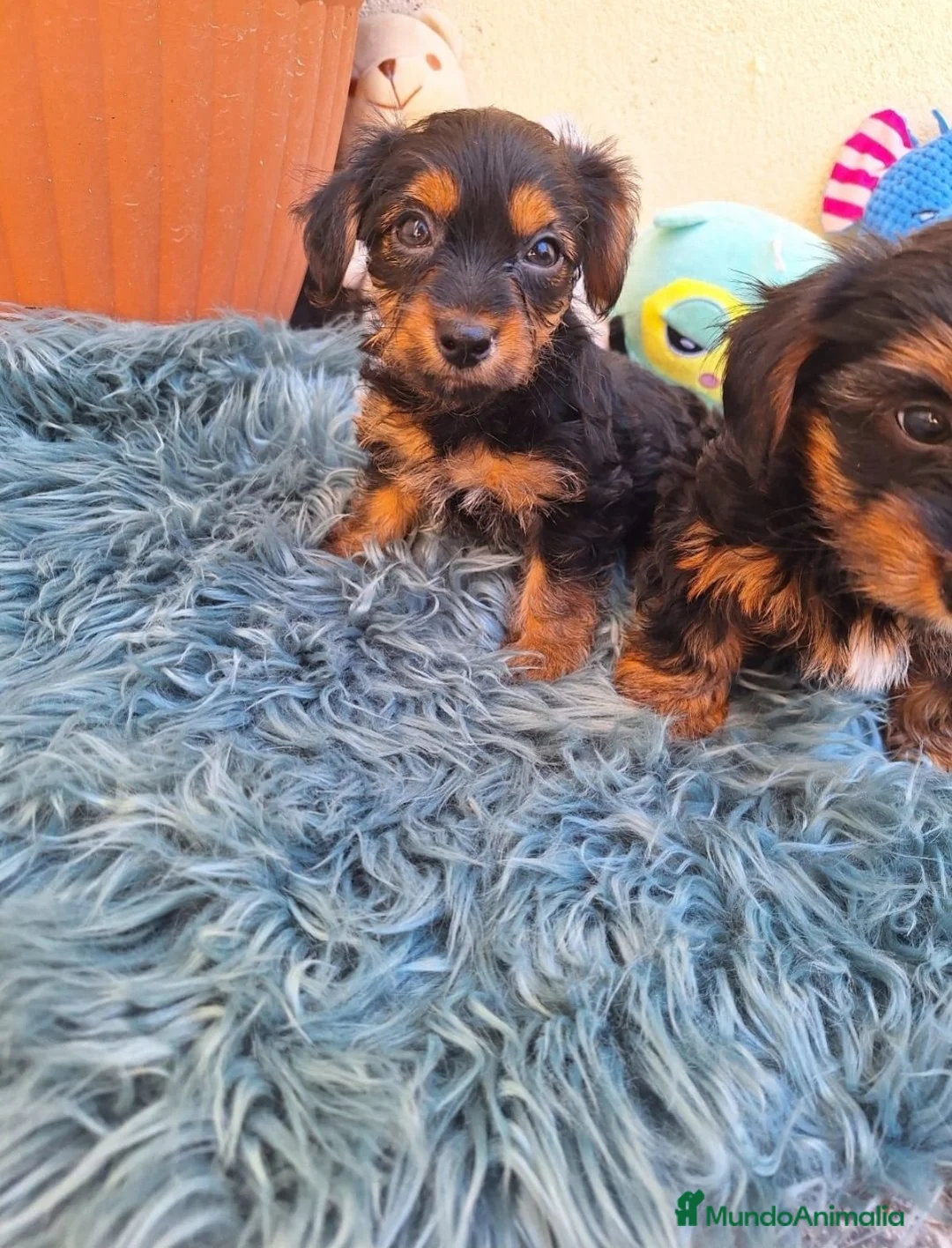 Yorkshire Terrier perros en venta: Yorsay estándar  - Anuncio 2