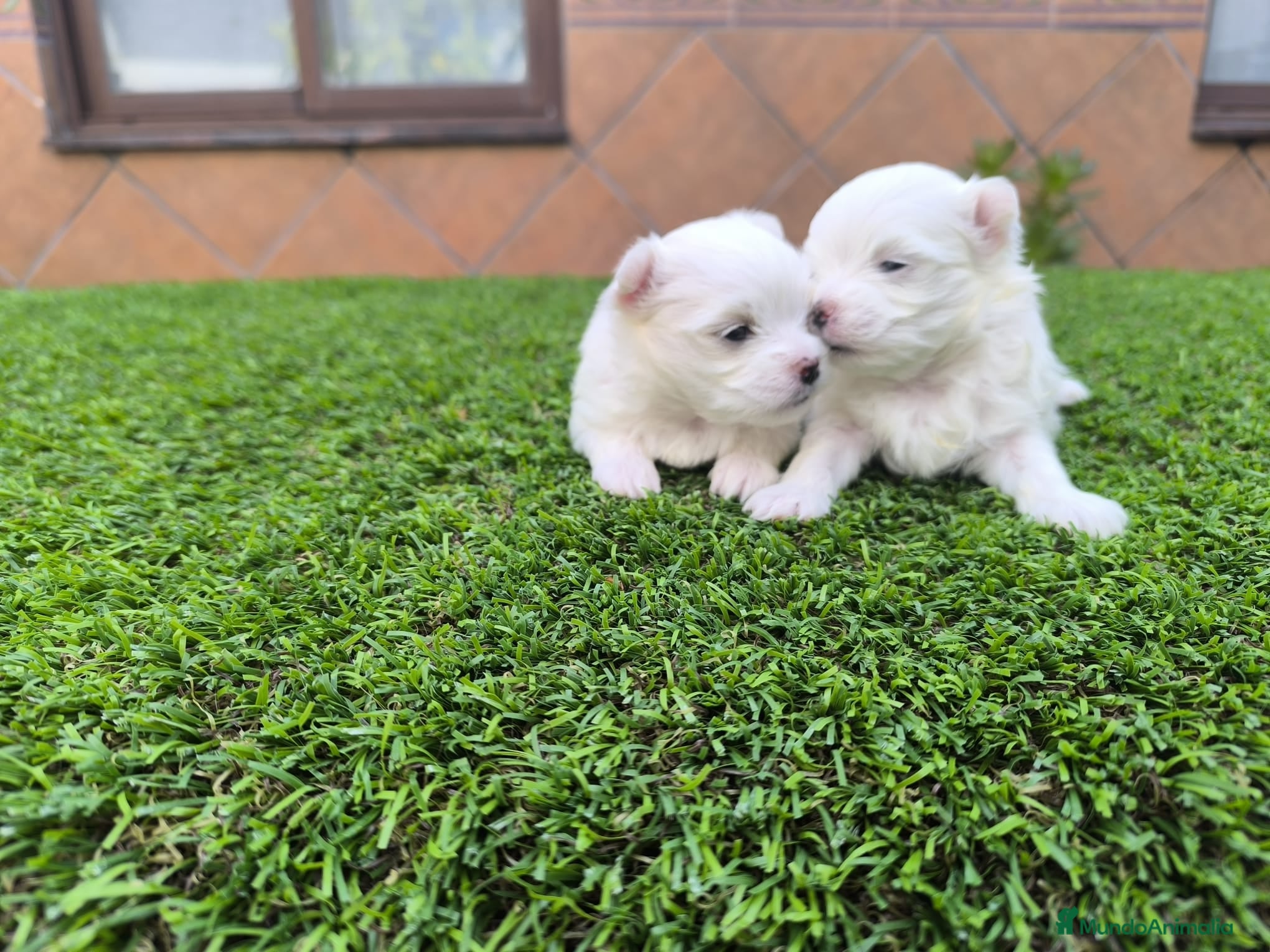 Bichón Maltés perros Bichón maltés - Anuncio 1
