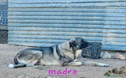 Mastín Español perros en venta: Camada mastin español - Imagen 4