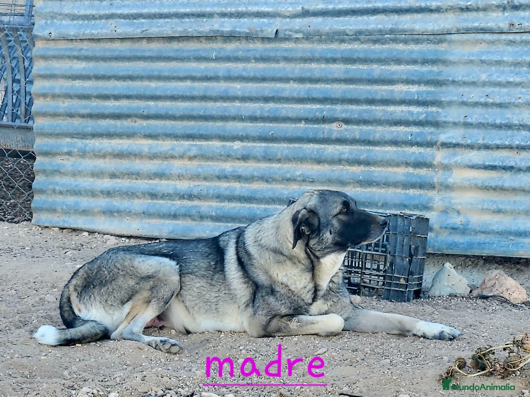 Mastín Español perros en venta: Camada mastin español - Imagen 4