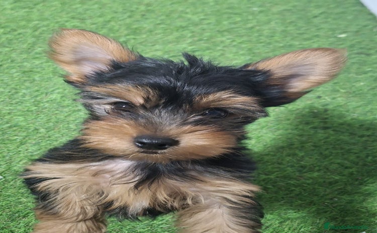 Yorkshire Terrier perros - Anuncio 2