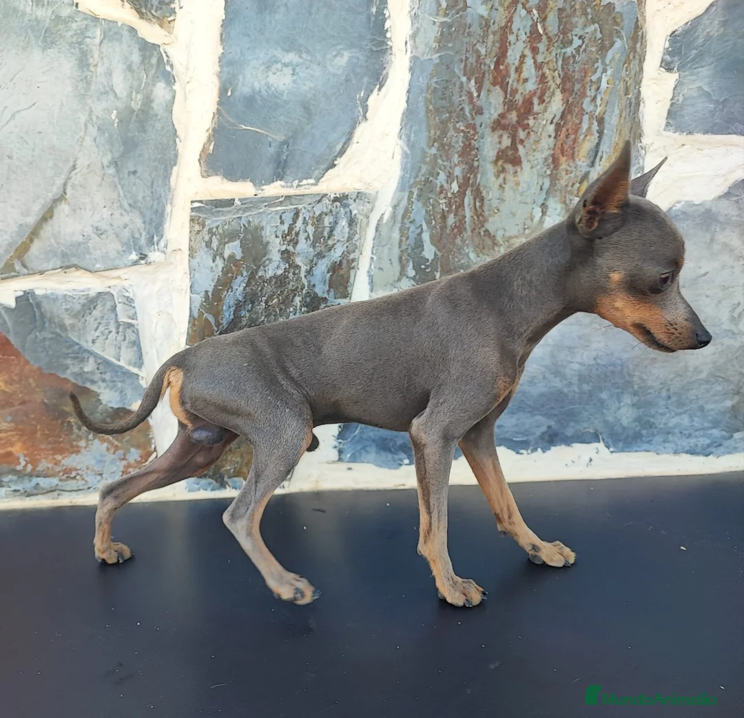 Ratón de Praga perros para monta: RATÓN DE PRAGA (MONTAS) - Anuncio 3