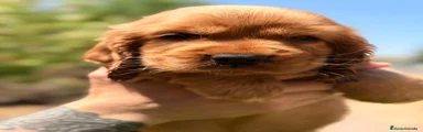 Cocker Spaniel Inglés 4