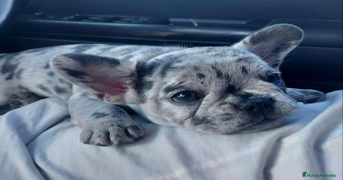 BULLDOG FRANCES MERLÉ EXÓTICO en venta en Barcelona | MundoAnimalia