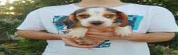 Beagle perros en venta: Cachorros de beagle disponibles 🐶🐾🔥 - Anuncio 5