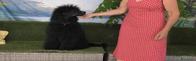 Caniche Gigante 1