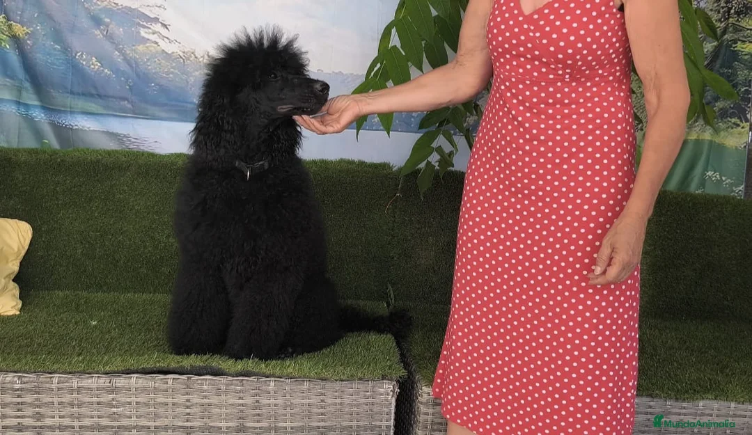 Caniche Gigante perros en venta: Caniche gigante  - Anuncio 2