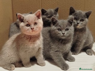 Británico de Pelo Corto Azul gatos British Shorthair - Anuncio 6