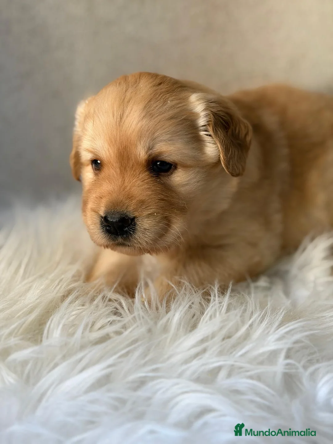 Labrador Retriever perros en venta: LABRADOR FLUFFY  - Anuncio 6