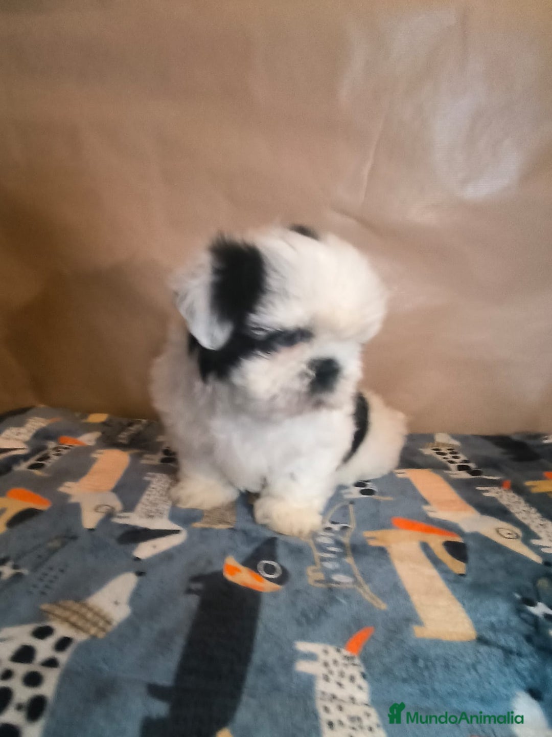 Shih Tzu perros en venta: Shit tzu mini - Anuncio 6