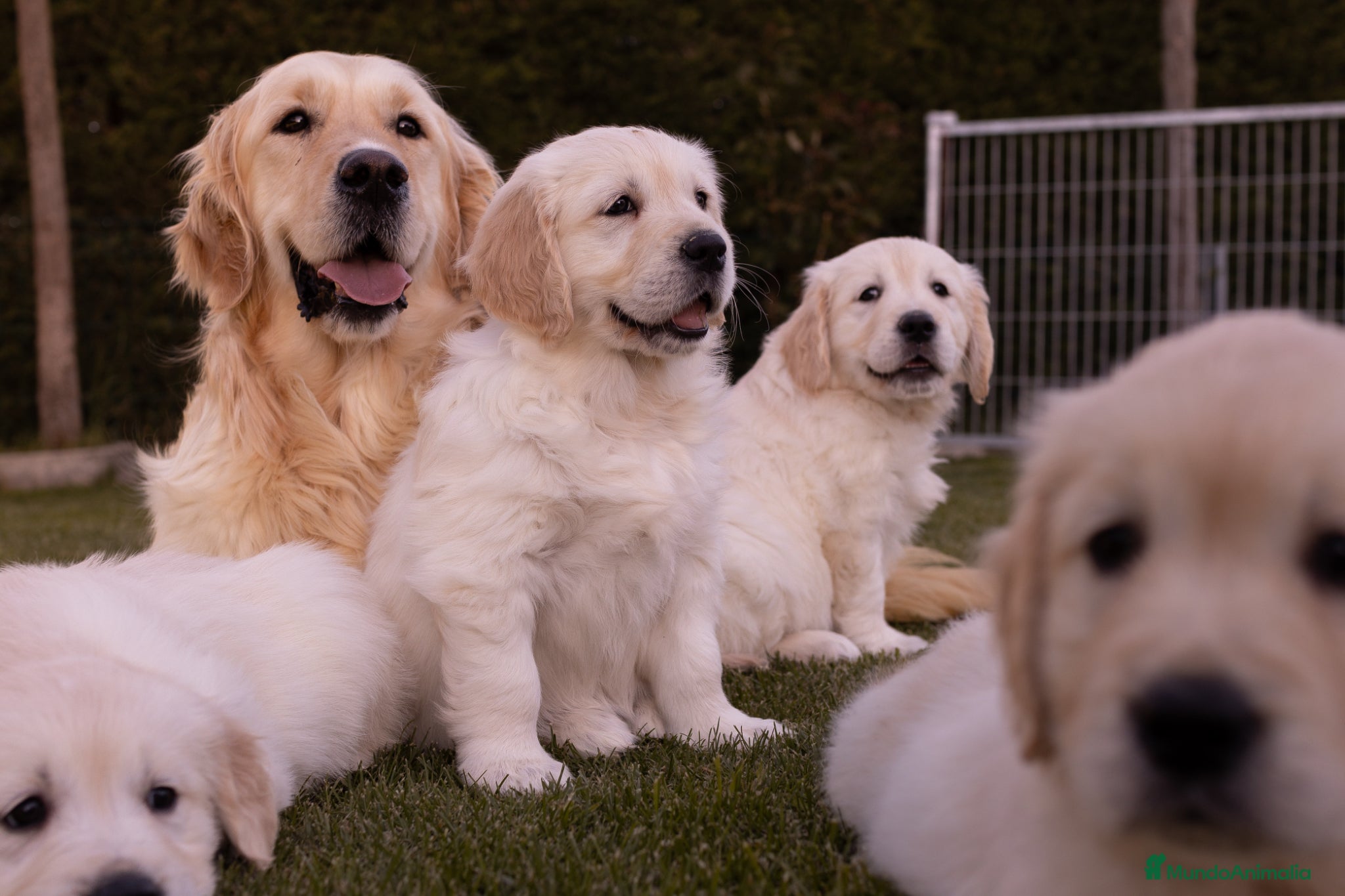 Golden Retriever perros Camada Golden Retriever  - Anuncio 1