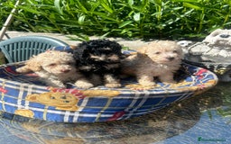 Caniche Toy perros en venta: Caniches toys calidad y selección  - Imagen 1