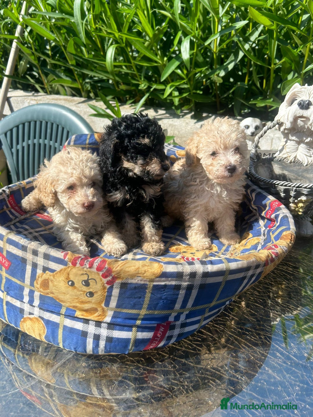 Caniche Toy perros en venta: Caniches toys calidad y selección  - Imagen 1