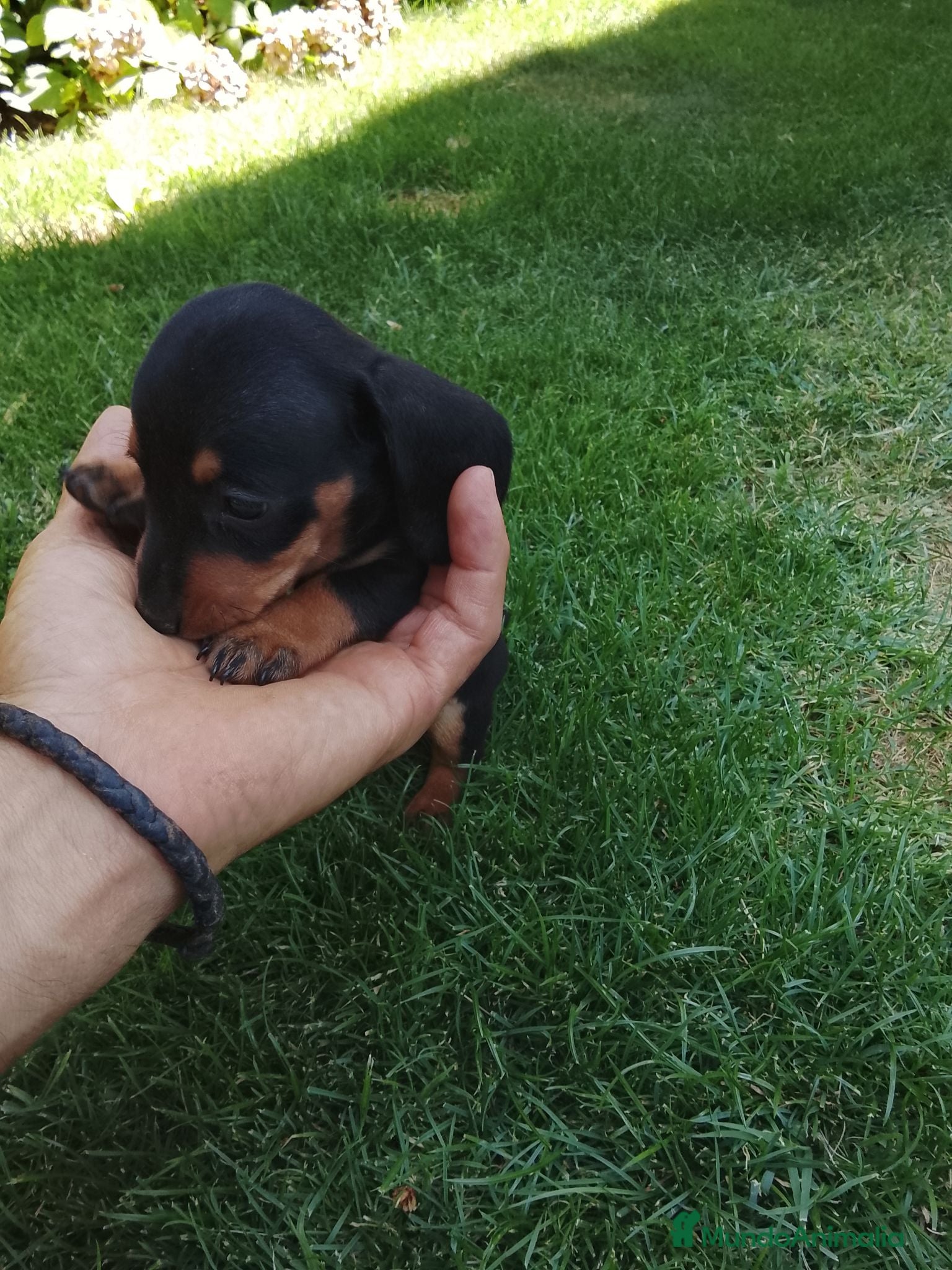 Teckel Miniatura perros Cachorros de teckel miniatura  - Anuncio 1
