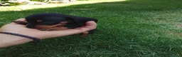 Teckel Miniatura perros en venta: Cachorros de teckel miniatura  - Anuncio 1