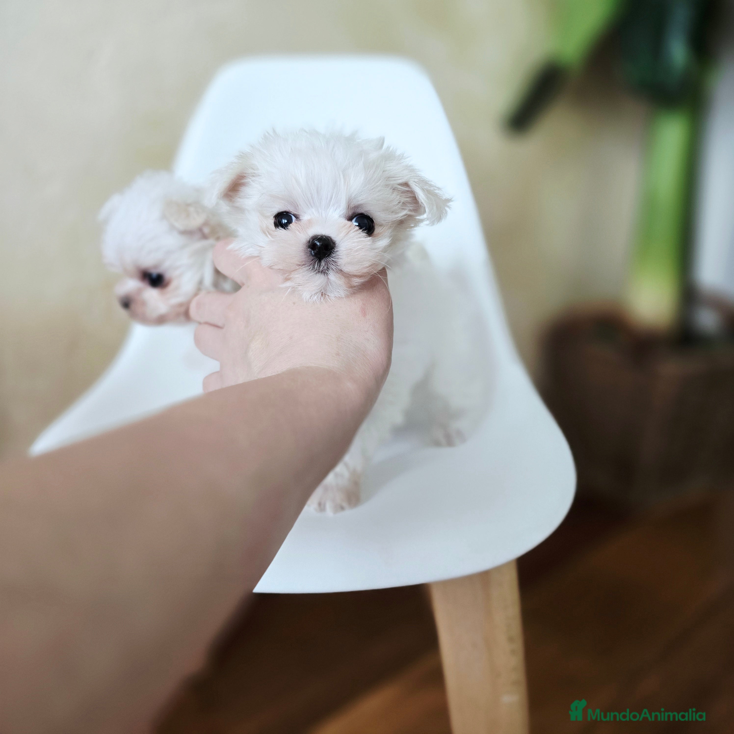 Bichón Maltés perros Cachorros de Bichón Maltés coreano micro  - Anuncio 2