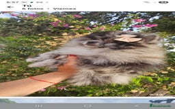 Pomerania perros en venta: Cachorritos exoticos  - Imagen 4