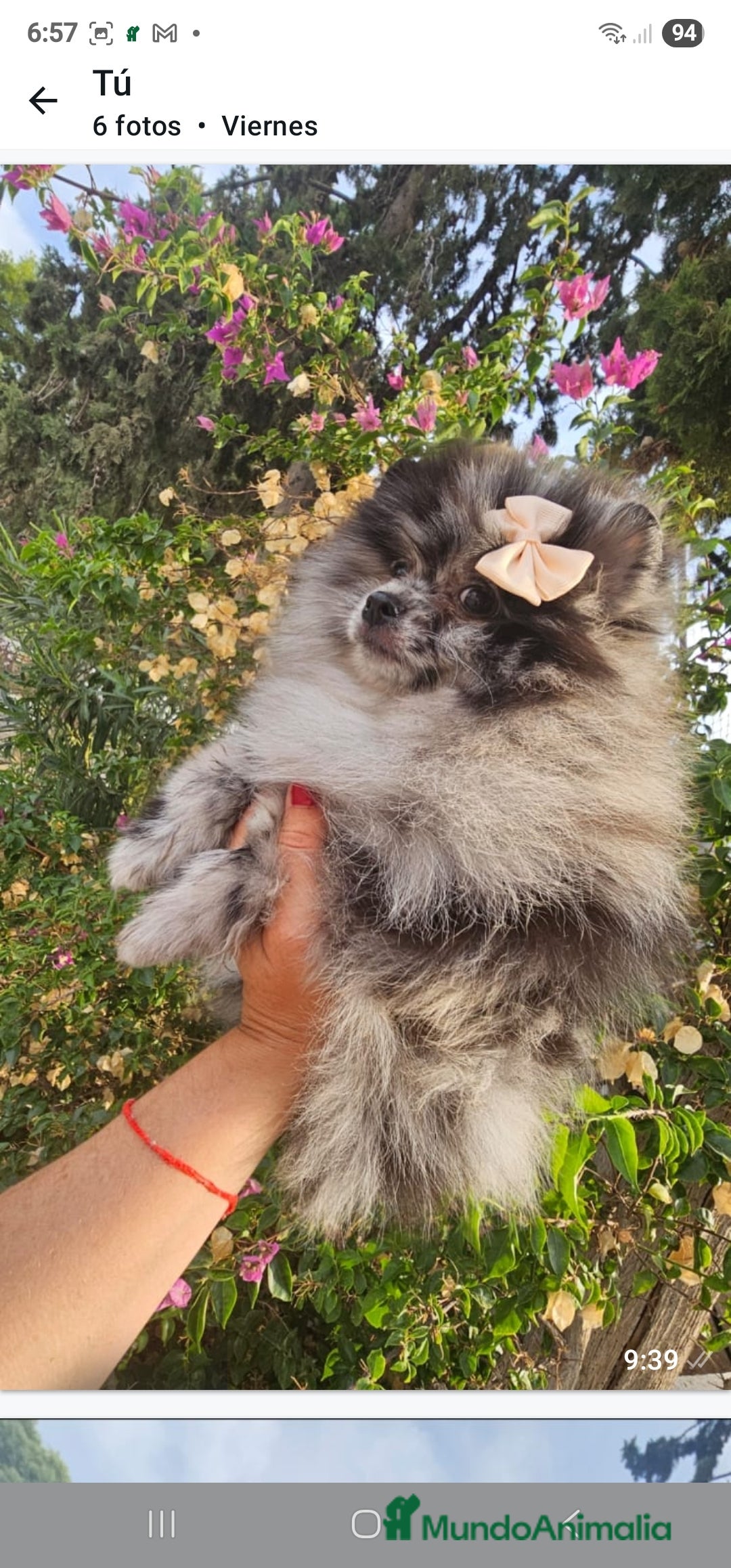Pomerania perros en venta: Cachorritos exoticos  - Imagen 4