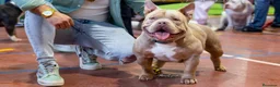 American Bully perros en venta: American Bully hembra micro una pasada  - Anuncio 5