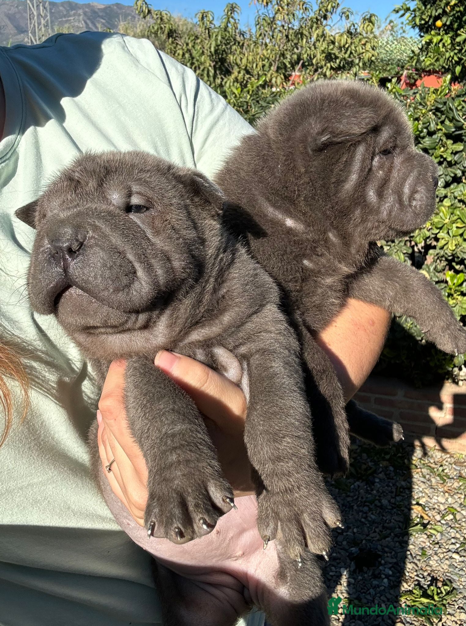 Shar Pei perros SHAR PEI AZULES OJOS VERDES en Málaga - Anuncio 2