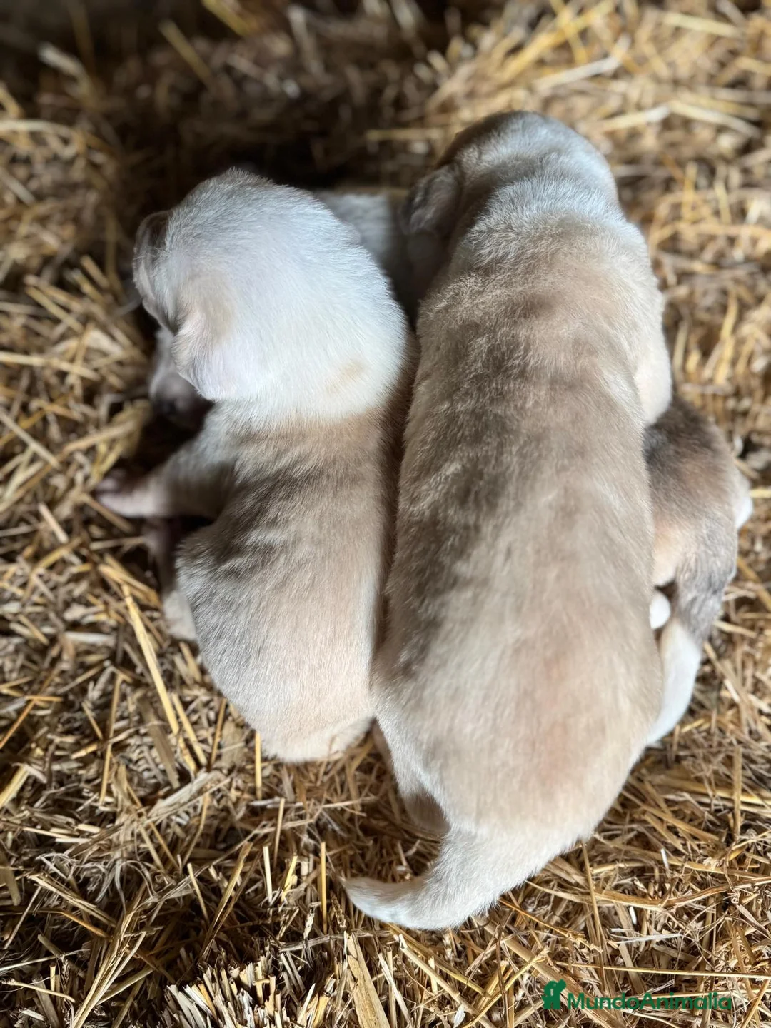 Mastín Español perros en venta: MASTIN ESPAÑOL - Anuncio 15