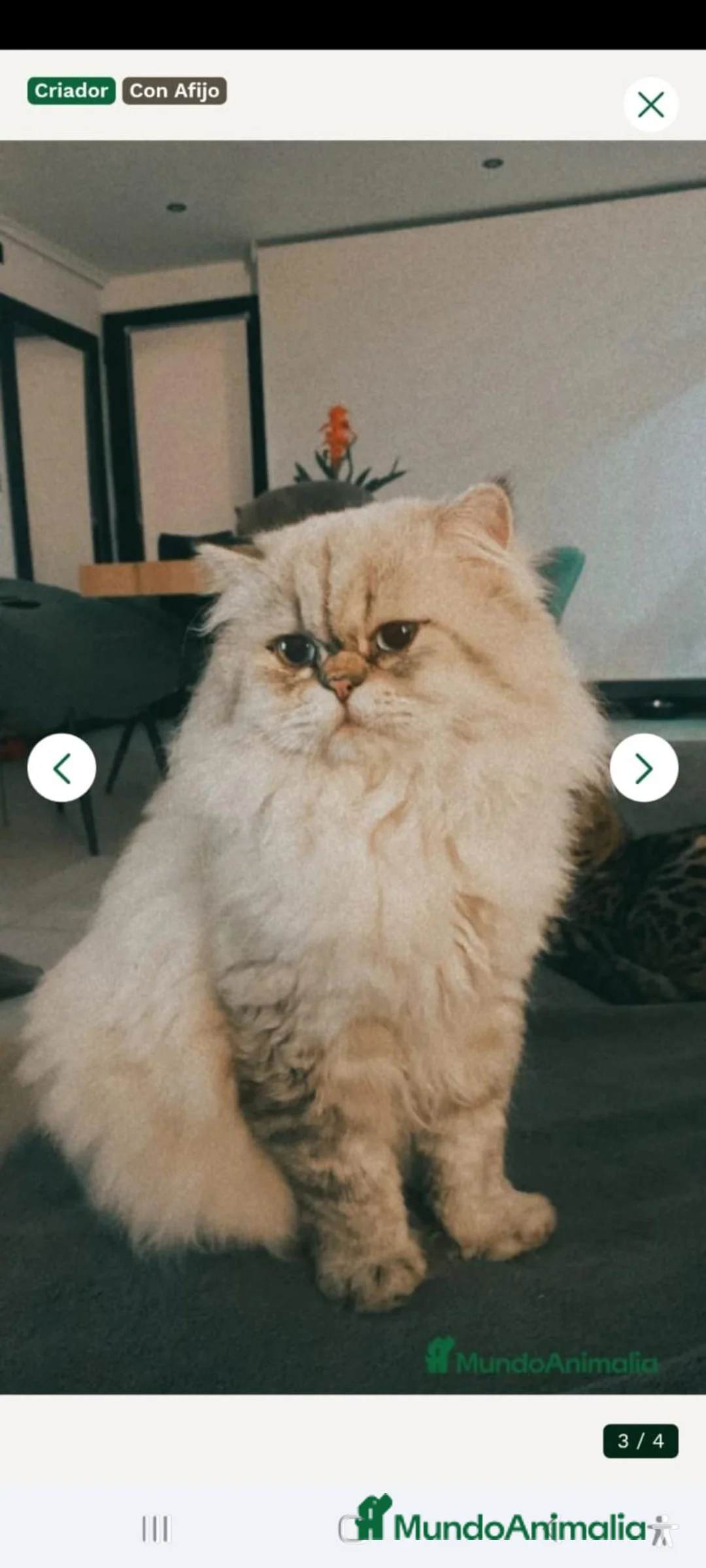 Británico de Pelo Largo gatos en venta: Gatito adulto - Anuncio 2