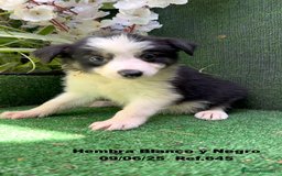 Border Collie perros en venta: BORDER COLLIE DE VILLA BIZNAGA - Imagen 26