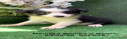 Border Collie perros en venta: BORDER COLLIE DE VILLA BIZNAGA - Anuncio 26