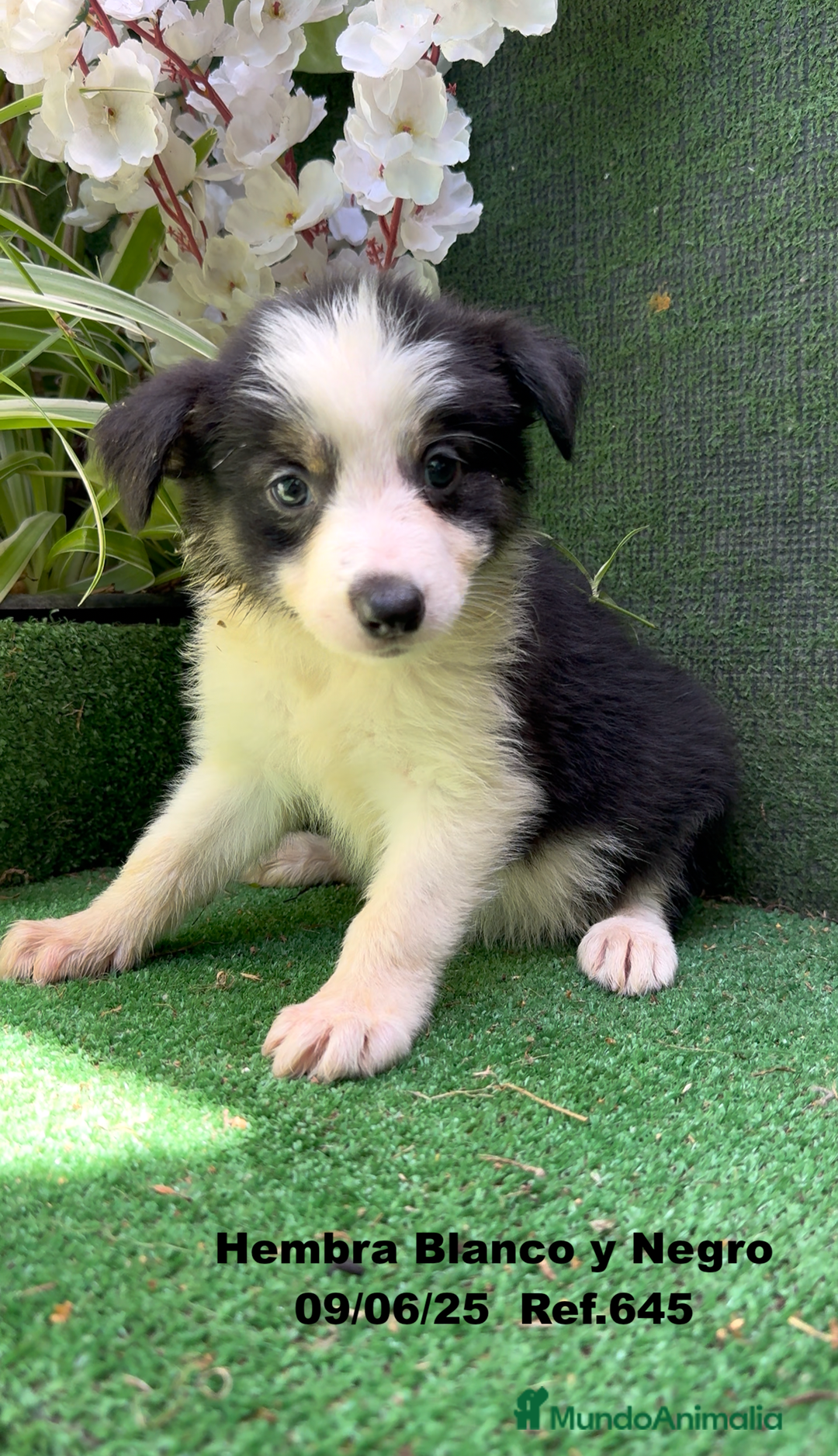 Border Collie perros en venta: BORDER COLLIE DE VILLA BIZNAGA - Imagen 26