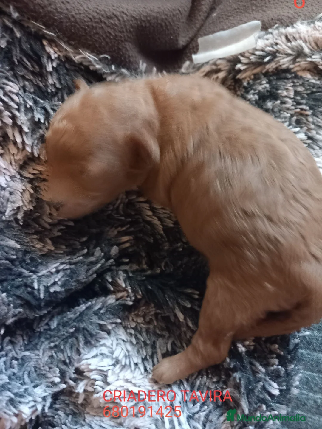 Caniche Toy perros en venta: Caniche Rojo. - Anuncio 1