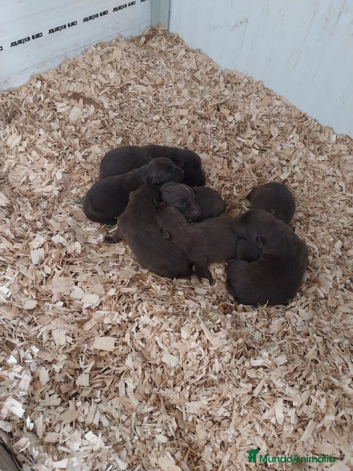 Teckel perros Labradores chocolate  - Anuncio 27