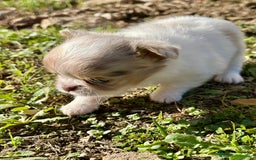 Chihuahua perros en venta: Chihuahua pelo largo Toy  - Anuncio 6