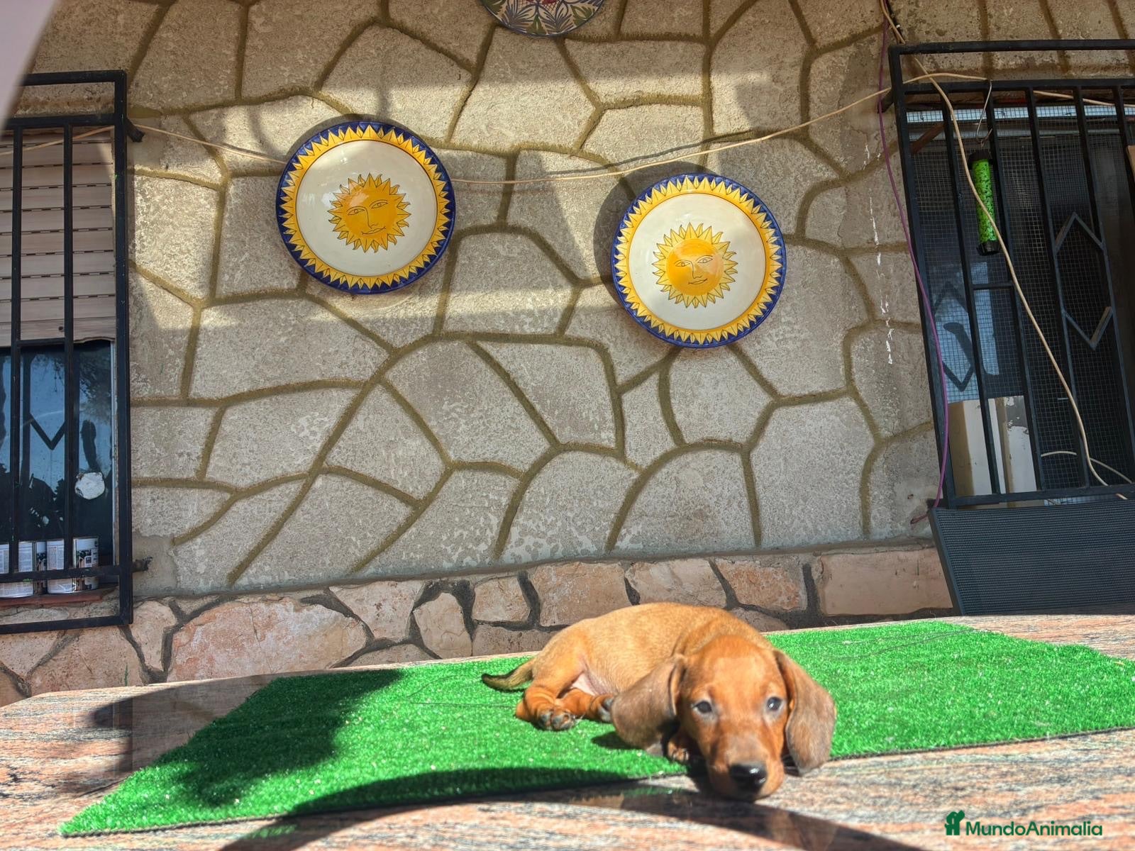 Teckel perros Teckel kaninchen - Anuncio 2