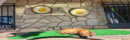 Teckel perros en venta: Teckel kaninchen - Anuncio 2